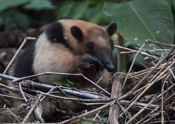 Northern Tamandua
