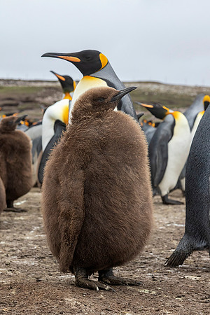 King Penguins with Chicks