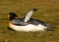 King Penguin