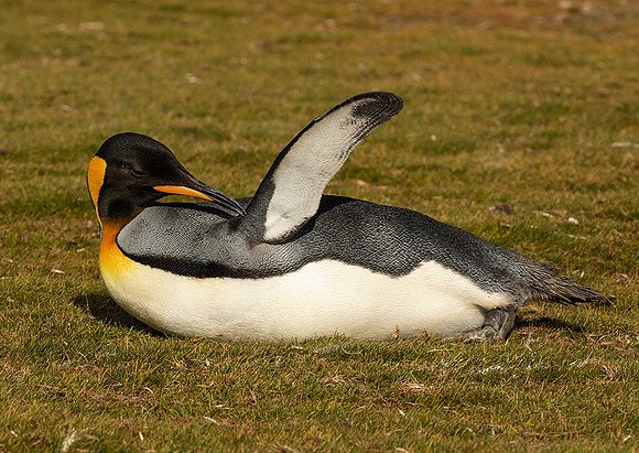 King Penguin