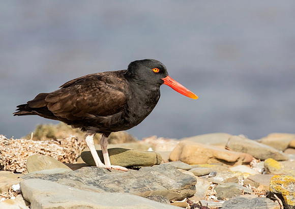 Blackish Oystercatcher