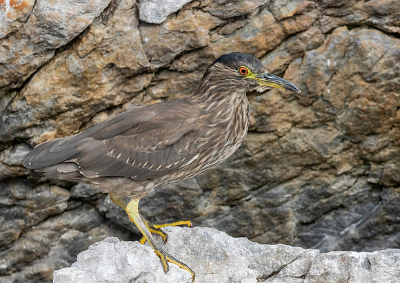 Black-Crowned Night-Heron (Juvenile)