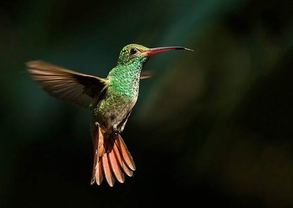 Rufous Tailed Hummingbird