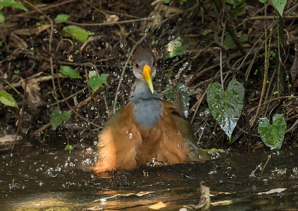 Gray Necked Wood Rail