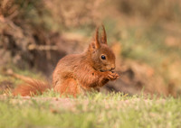 Red Squirrel Feeding