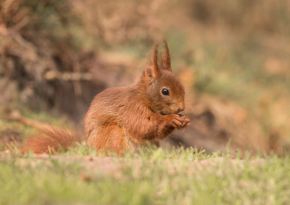 Red Squirrel Feeding