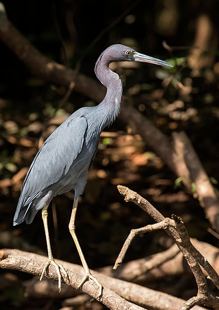 Little Blue Heron