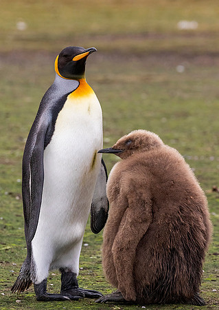 King Penguin with Chick