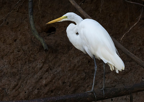 Great White Egret