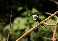 Green Kingfisher