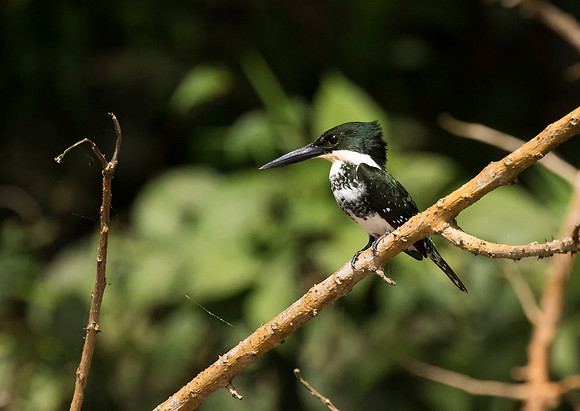 Green Kingfisher