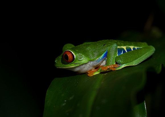Red Eyed Tree Frog