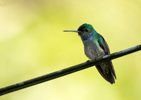 Charming Hummingbird