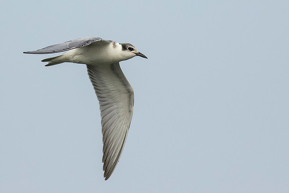 Whiskered Tern in Flight