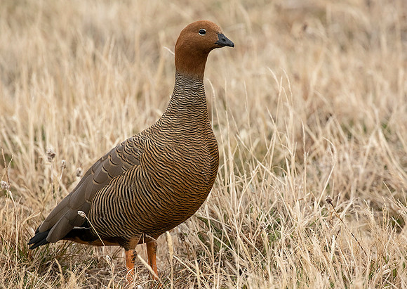 Ruddy Headed Goose