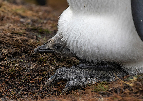 King Penguin with Chick