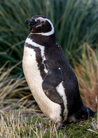 Magellanic Penguin