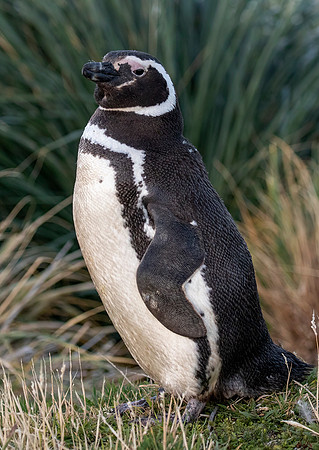 Magellanic Penguin