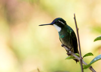 White Throated Mountain Gem