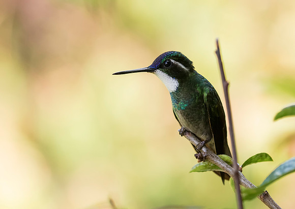 White Throated Mountain Gem