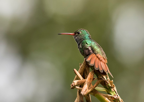 Rufous Tailed Hummingbird