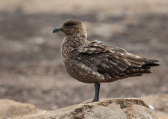 Falkland Skua