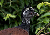Great Curassow