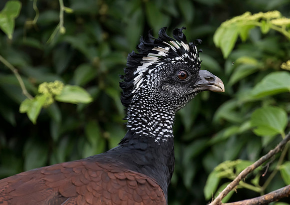 Great Curassow