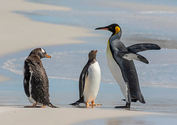 King Penguin with Gentoo Penguins