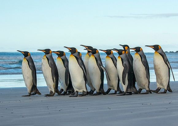King Penguins