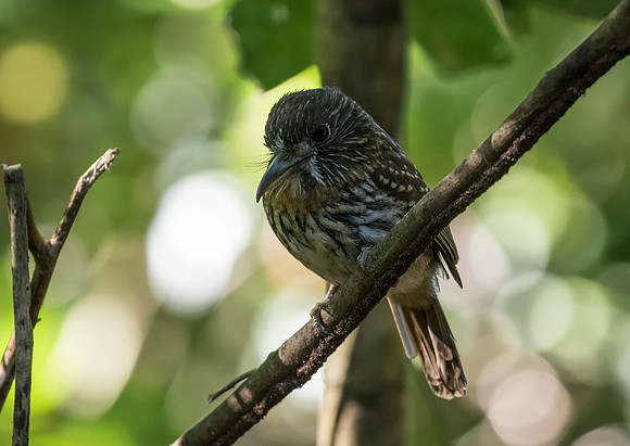 White Whiskered Puffbird