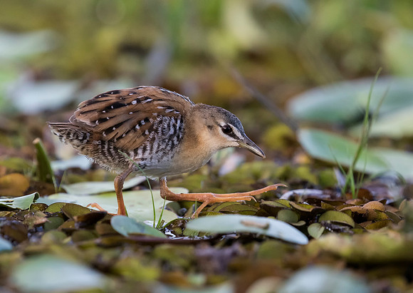 Yellow Breasted Crake