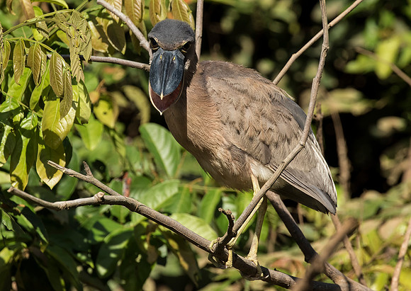 Boat Billed Heron