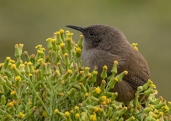 Cobb's Wren