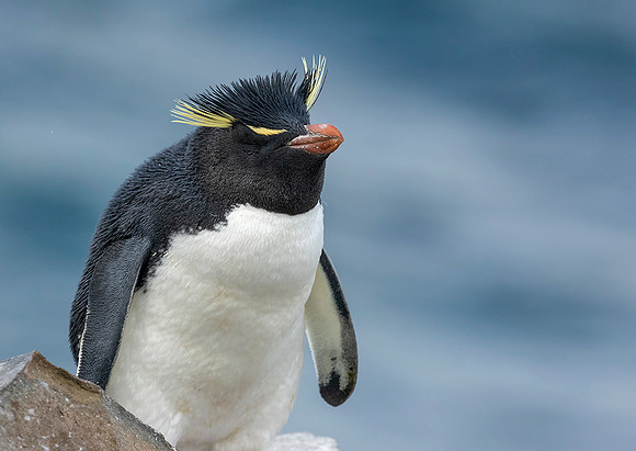 Rockhopper Penguin