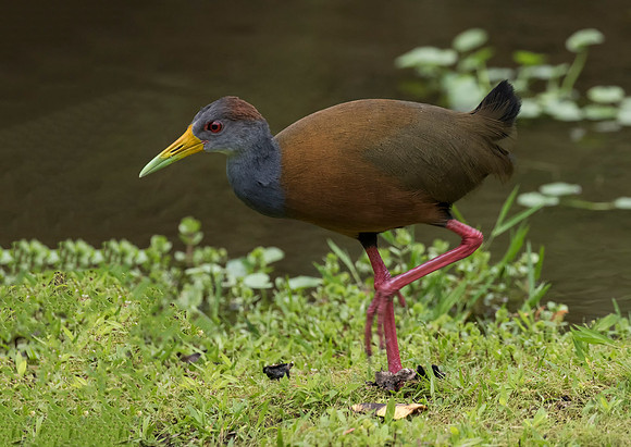 Gray Necked Wood Rail