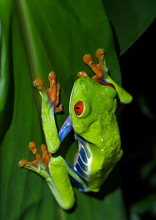 Red Eyed Tree Frog
