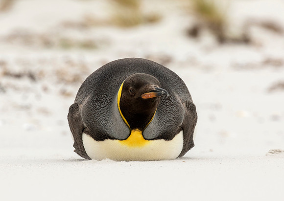 King Penguin