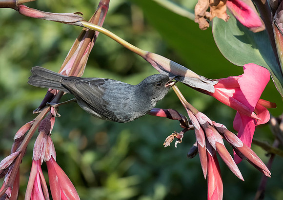Slaty Flowerpiercer