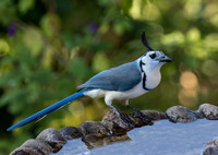 White Throated Magpie Jay