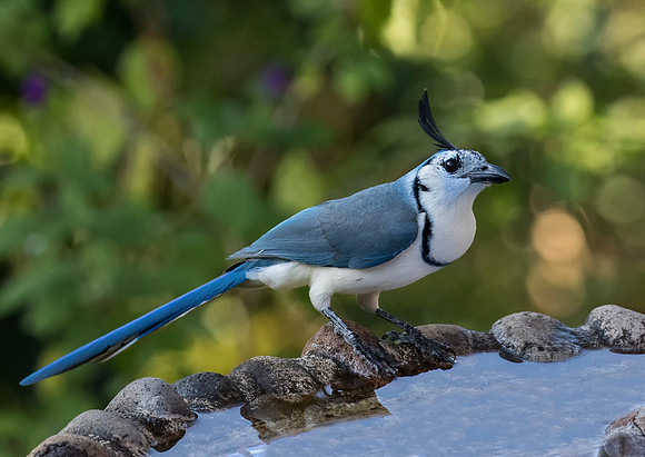 White Throated Magpie Jay