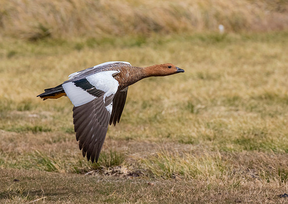 Upland Goose (Female)