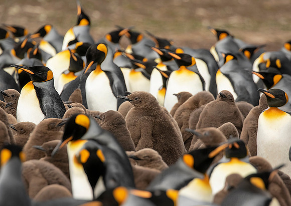 King Penguins with Chicks