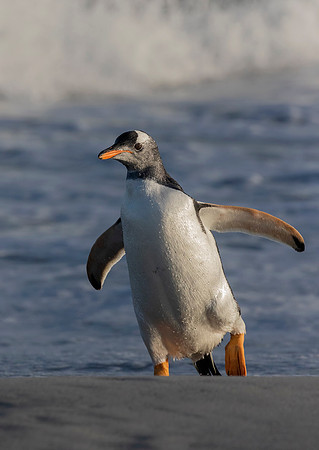 Gentoo Penguin