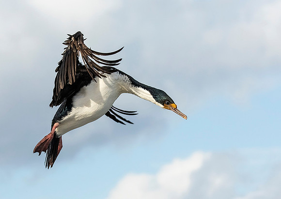 Imperial Shag