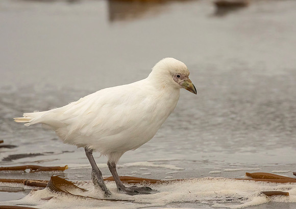 Snowy Sheathbill