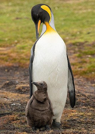 King Penguin with Chick