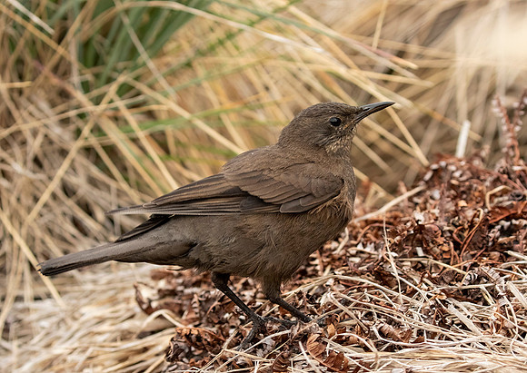 Tussacbird
