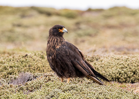 Striated Caracara