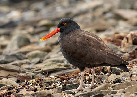 Blackish Oystercatcher